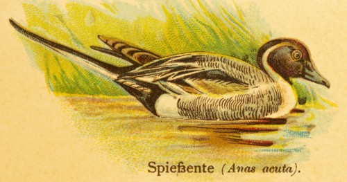 Pintail (Anas acuta) swimming, lakeshore, World of Birds, historical illustration 1890