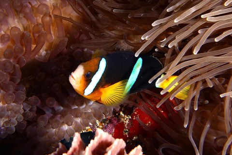 A colourful Clark's anemonefish (Amphiprion clarkii) swimming in a sea anemone, dive site