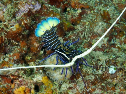 Crab with strikingly curved blue tail, painted rock crayfish (Panulirus versicolor), on colourful