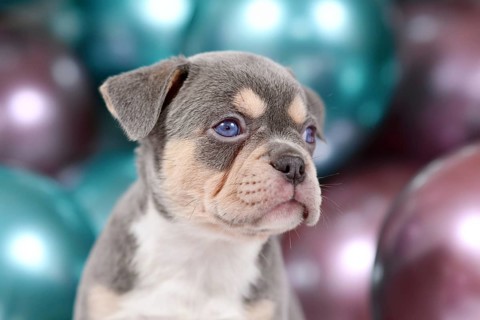 Portrait of 6 weeks young healthy tan French Bulldog dog puppy with colorful balloons in background