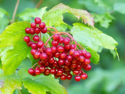 Guelder Rose or European Cranberry (viburnum opulus), ripe red berries covered in water droplets in