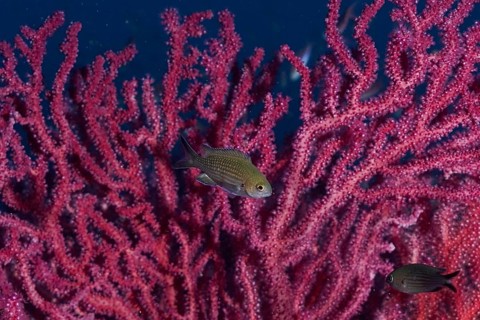 Monkfish (Chromis chromis) swimming in front of pink Violescent sea-whip (Paramuricea clavata),