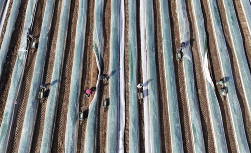 The first asparagus is harvested from a foil-covered asparagus field, Beelitz, 26/03/2024