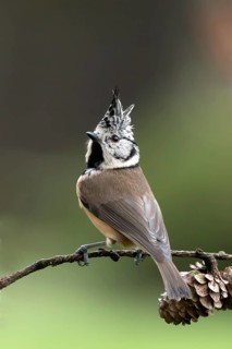 Crested Tit (Lophophanes cristatus) sitting on a lark branch covered with cones, North