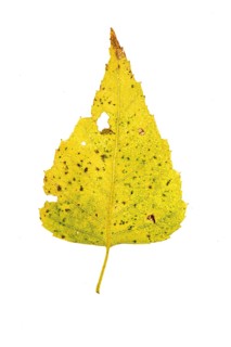 Autumn coloured leaf of a birch (Betula), tree, free-standing, Vechta, Lower Saxony, Germany,