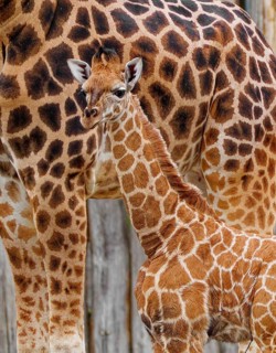 Rothschild's giraffe (Giraffa camelopardalis rothschildi), young animal with mother, captive,