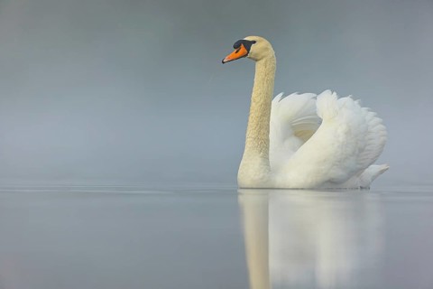 Mute swan, (Cygnus olor), romantic morning mood, Wagbachniederung, Wagh‰usl, Baden-Württemberg,