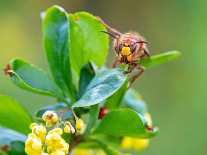 European hornet (Vespa crabro), insect, insects, macro, plant, garden, Neuhofen,