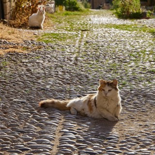 Brown cat lying on cobblestones in sunlight, white cat in background, street with green grass,