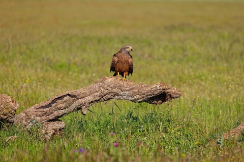 Black kite (Milvus migrans), perching station, Hides De Calera / Steppe Raptors, Nussloch, Castilla