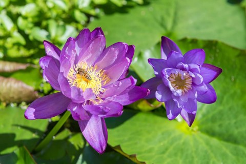Blue-purple coloured tropical water lily, Gigantea Dark Purple, honey bee (Apis mellifera)