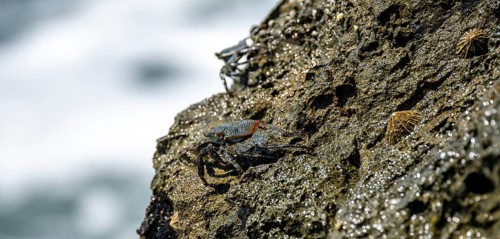 Crab on a rock, Reserva Natural Cabo Blanco, Costa Rica, Central America
