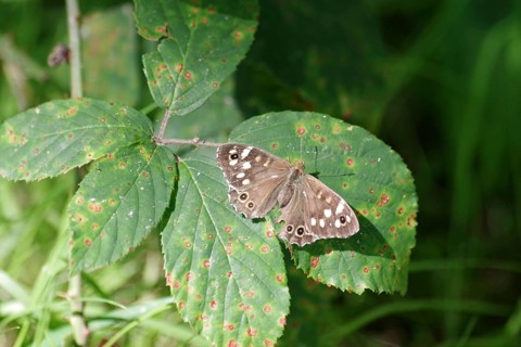 Speckled wood (Pararge aegeria), female, butterfly, blackberry leaf, The brown butterfly sits with