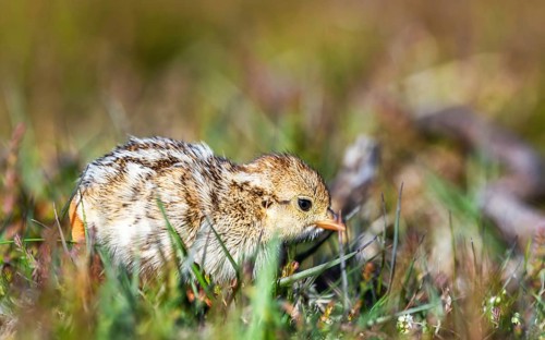 Chick of Red-legged Partridge, Alectoris rufa, North York Moors National Park, Yorkshire, England,