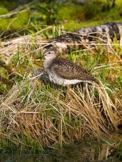 Wood Sandpiper (Tringa glareola), resting at the edge of a marsh, June, Finnmark, Norway, Europe