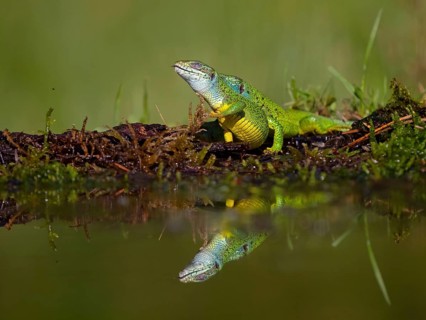 European green lizard (Lacerta viridis), Tiszaalp-r, Kiskuns-gi National Park, B-cs-Kiskun,