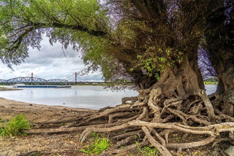 Rhine bank near Duisburg-Baerl, old silver willow, exposed roots, cargo ship, Haus-Knipp railway
