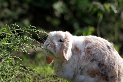 Rabbit (Oryctolagus cuniculus domestica), ram rabbit, floppy ears, fat, meadow, A ram rabbit sits