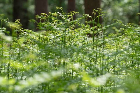 Bracken fern (Pteridium aquilinum) in spring, Lower Saxony, Germany, Europe