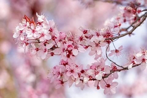 Ornamental cherry (Autumnalis Rosea) fruit blossom, pollination in spring, insect food, summer