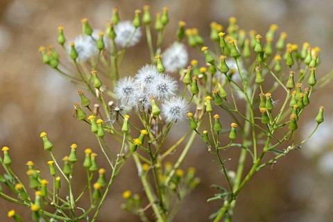 Rough-leaved ragwort (Jacobaea erucifolia, syn.: Senecio erucifolius L.), fruiting stems, North
