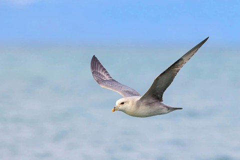 Northern fulmar (Fulmarus glacialis), Spitsbergen, Longyearbyen, Svalbard / Spitsbergen, Norway,