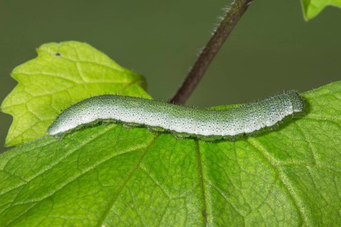 Close-up of an orange tip (Anthocharis cardamines) resting on a leaf of the food plant garlic