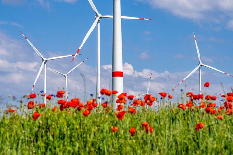Wind farm, field with flower strips, insect-friendly border of fields with mixed flowers, poppies,