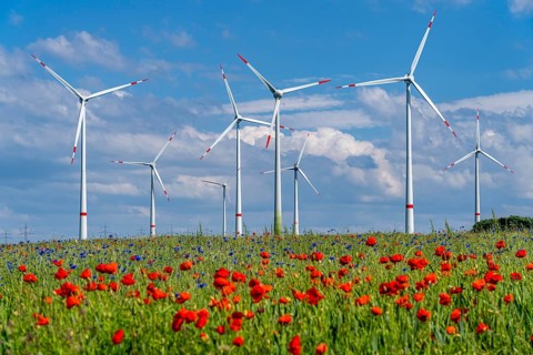Wind farm, field with flower strips, insect-friendly border of fields with mixed flowers, poppies,