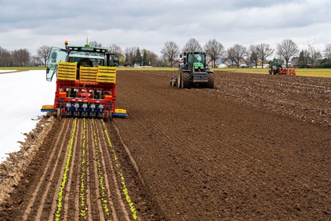 Lettuce plants, in press pots, they are planted in a field with a planting machine, tractors with