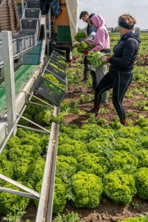 Harvesting Lollo Bianco lettuce, harvest workers cut off the lettuce heads, clean them and put them