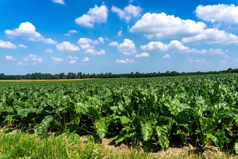 Agriculture, field, field with sugar beet, early growth stage, vigorous growth, near Issum, North