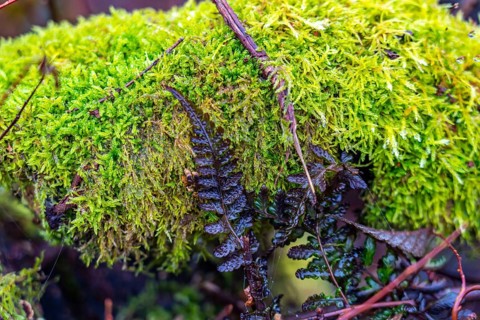 The High Fens nature park Park, in the German-Belgian border region near Eupen, winter, fog, moss,