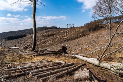Cleared forest area north of the village of Öventrop, district of Arnsberg, dead spruce stands were
