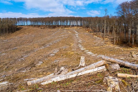 Cleared forest area north of the village of Öventrop, district of Arnsberg, dead spruce stands were