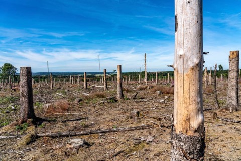 Cleared forest in the Eggegebirge, near Lichtenau, Paderborn district, site of a spruce forest that