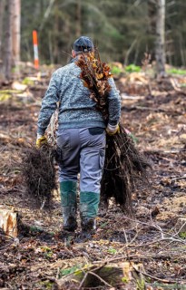 Reforestation in the Arnsberg forest near Rüthen-Nettelstädt, district of Soest, forestry workers