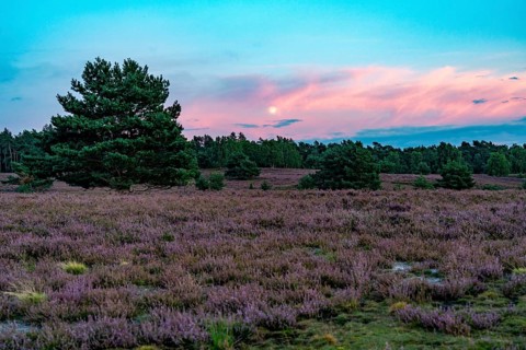 Heather blossom of the broom heather, in the Lüneburg Heath nature reserve, near Wilseder Berg,