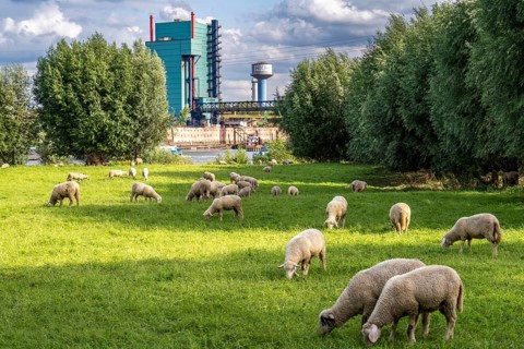 Duisburg Friemershein, sheep on a pasture in the floodplain along the Rhine, pollard willow trees,