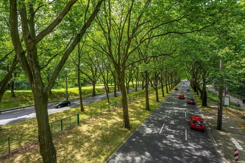 The B1, Rheinlanddamm Straße in Dortmund, an avenue of plane trees, two-way traffic in both
