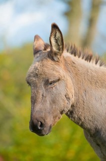 Donkey (Equus asinus asinus) or domestic donkey, completely grey coloured variant with eel line and
