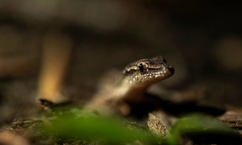 Fringed lizard or Anoli, Tortuguero National Park, Costa Rica, Central America