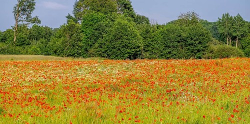 Poppy flower (Papaver rhoeas) and camomile, Münsterland, North Rhine-Westphalia, Germany, Europe
