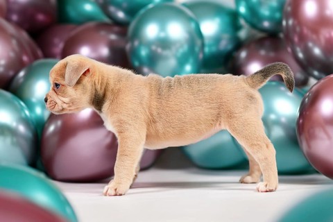 Cute 6 weeks old healthy cream colored French Bulldog dog puppy with tail standing in front of