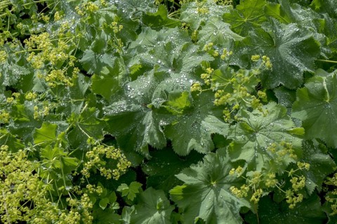 Lady's mantle (Alchemilla mollis) with raindrops, North Rhine-Westphalia, Germany, Europe