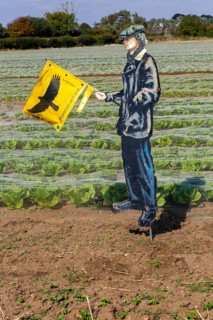 Scarecrow figure of man holding flag bird of prey to scare birds away from salas crop, Bawdsey,