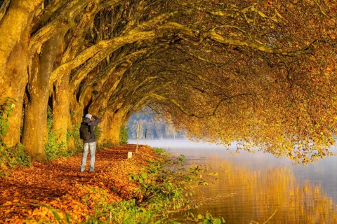 Autumn colours on the Platanen Allee, Hardenberg Ufer, lakeside path on Lake Baldeney, near Haus