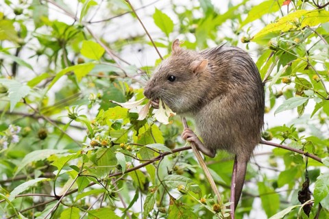 A juvenile Norway rat (Rattus norvegicus) clings to a twig and nibbles on a leaf in the midst of