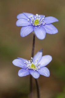 Liverwort (Hepatica nobilis), North Rhine-Westphalia, Germany, Europe