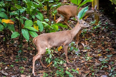 White-tailed deer (Odocoileus virginianus), two females in the rainforest, Manuel Antonio National
